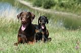 DOBERMANN 1079